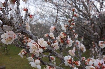 梅の花